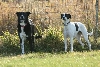 at the dog park