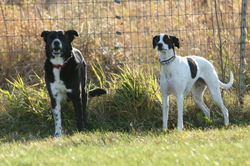 at the dog park