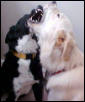 cleo and baron playing