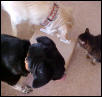 package inspectors