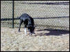 cleo in the yard jan 2003
