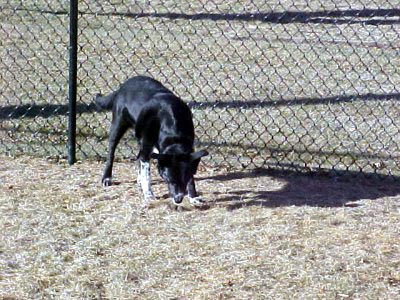 cleo in the yard jan 2003