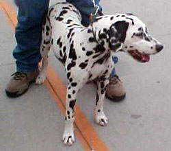 Daisy the dalmation
