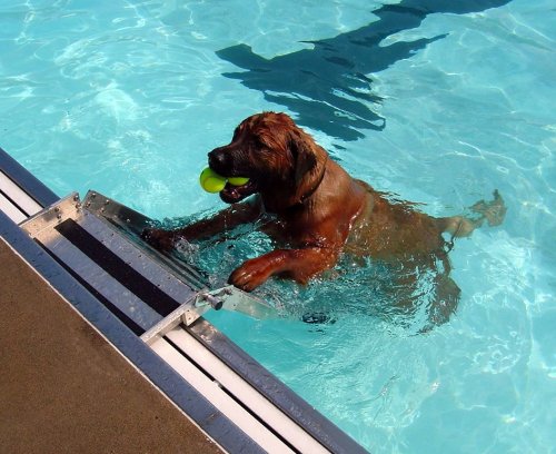 Iowa City Dog Paddle 2005