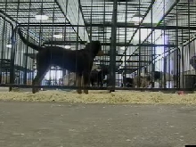 dog looking for owner after flood of 2008