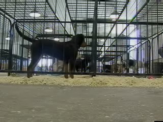 dog looking for owner after flood of 2008