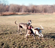 greyhound playtime