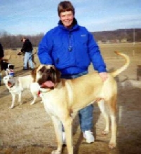 blind english mastiff
