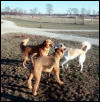 baron and two of his dog park friends