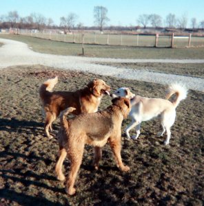 baron and two of his dog park friends