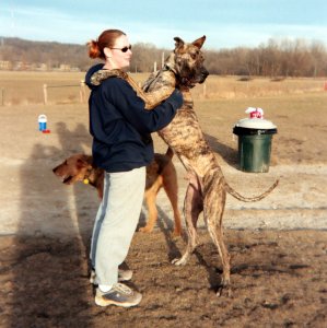great dane at dog park