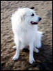 great pyrenees at the dog park
