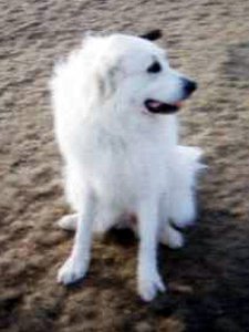 great pyrenees at the dog park