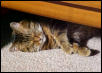 find the sunbeam, find the cat