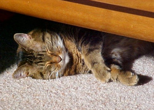 find the sunbeam, find the cat