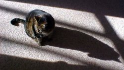 me and my shadow