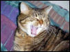 gypsy yawns