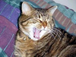 gypsy yawns
