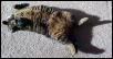 sunbeam stretch