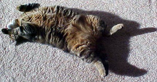 sunbeam stretch