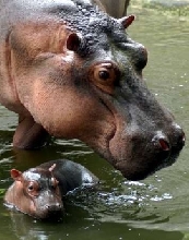 hippo and baby hippo