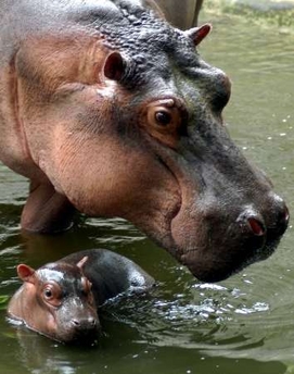 hippo and baby hippo