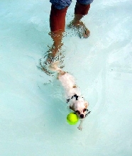 Iowa City Dog Paddle 2005