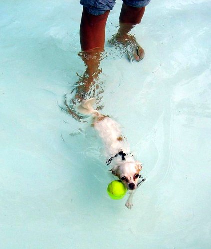 Iowa City Dog Paddle 2005