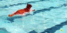Iowa City Dog Paddle 2005