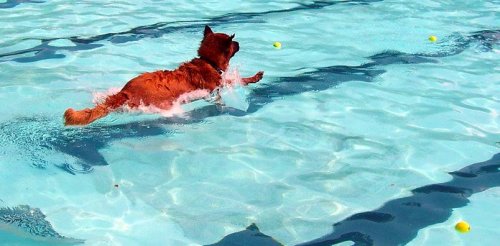 Iowa City Dog Paddle 2005