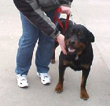 oscar