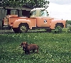 dachshund 1950s