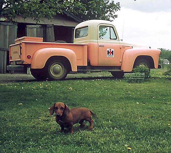 dachshund 1950s