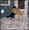 snow dancers