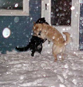 snow dancers