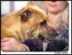 miracle dog