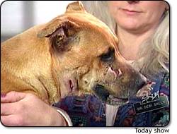 miracle dog