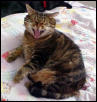 vampire cat