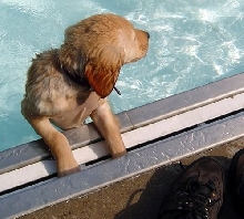 Iowa City Dog Paddle 2005