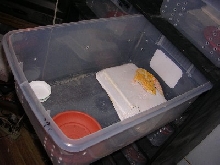Adult shoebox