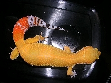Super Hypo Tangerine Carrot Tail Baldy Female