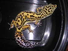 Jungle female