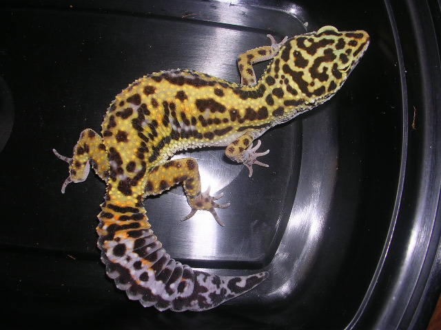 Jungle female