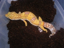 lily laying