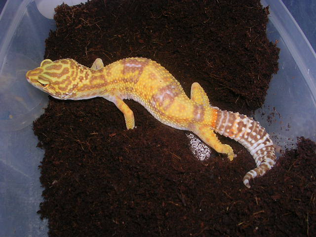 lily laying