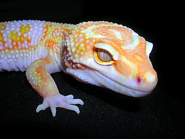 Closeup of kate