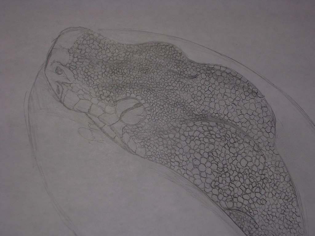 unfinished GTP