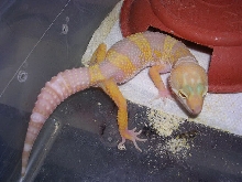 05 hatchling Pastel albino project male