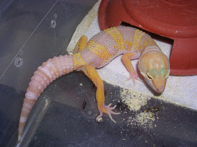 05 hatchling Pastel albino project male