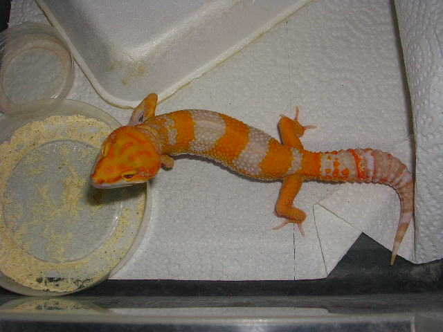 super tangerine carrot head carrot tail giant albino male